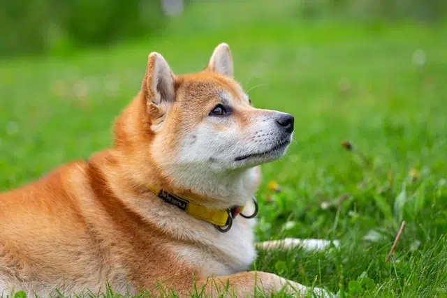 Prix d'un Shiba Inu en France : budget d'achat, frais annuels et cout total Shiba Inu dans le jardin