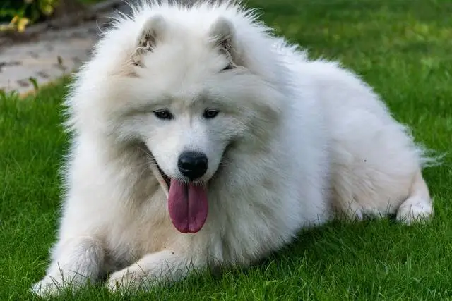 samoyede samoyede