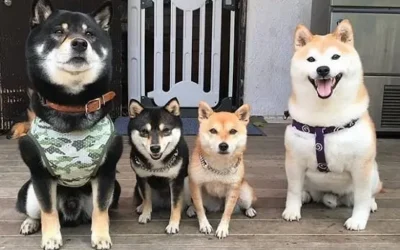 Mame Shiba Inu Taille : poids, hauteur et courbe de croissance complete