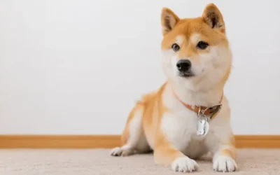 Mame Shiba Inu Prix : combien ca coute vraiment et les arnaques a connaitre