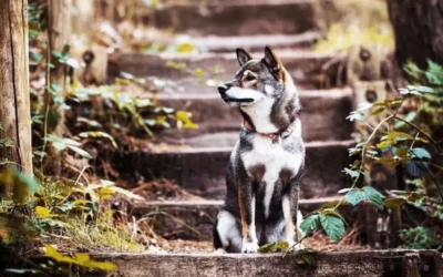 Shiba Inu Sésame : définition FCI, comment le reconnaître et où en trouver