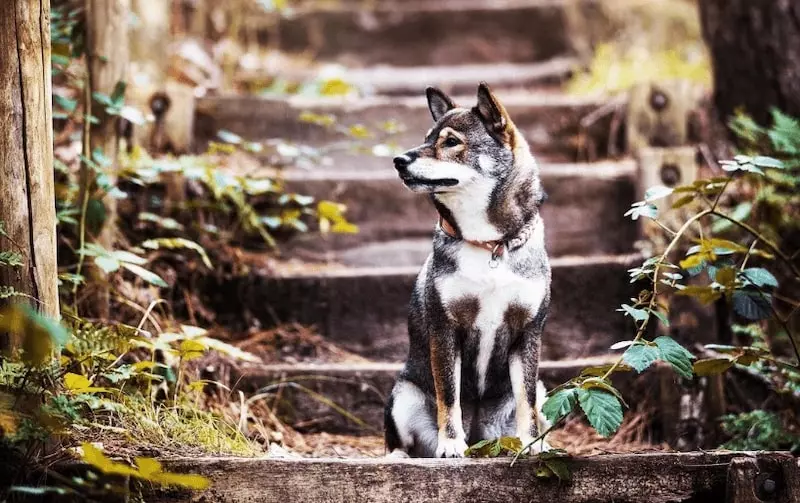 Shiba Inu Sesame Rouge : fond rouge et overlay noire, comprendre cette robe Shiba Inu sesame en nature