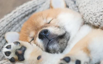 Comment dorment les Shiba Inu ?