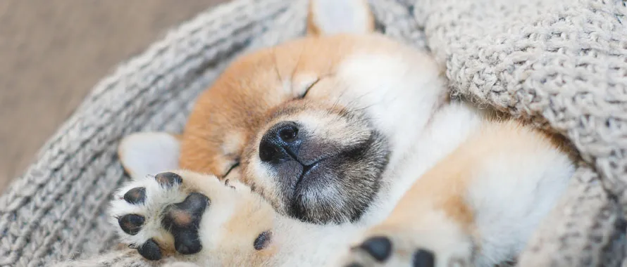 shiba qui dort dans son panier shiba qui dort dans son panier