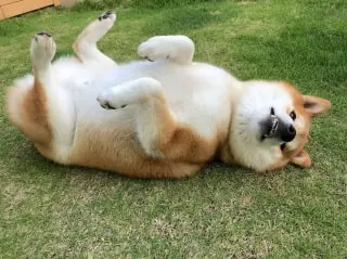 shiba-roule-carcasse-animaux shiba-roule-carcasse-animaux