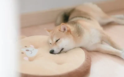 Les régles / menstruations chez le Shiba femelle