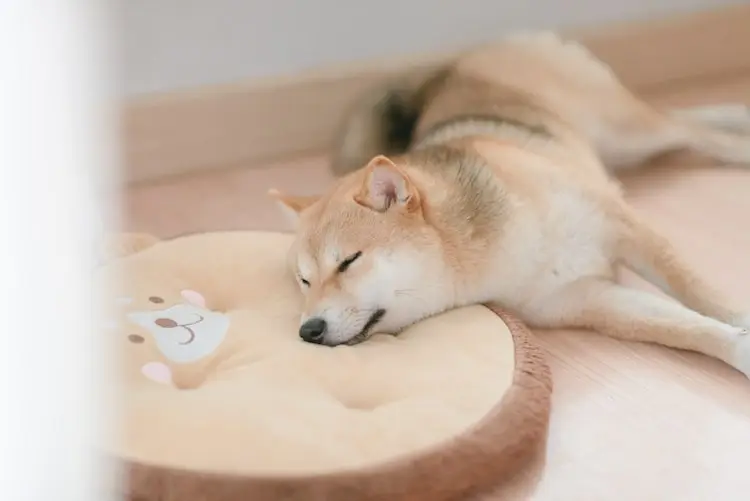 shiba_inu_chienne-femelle shiba_inu_chienne-femelle