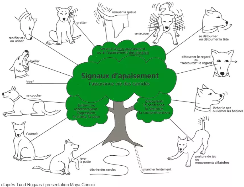 Signaux d'apaisement chez les Shibas signaux-dapaisements-shiba inu