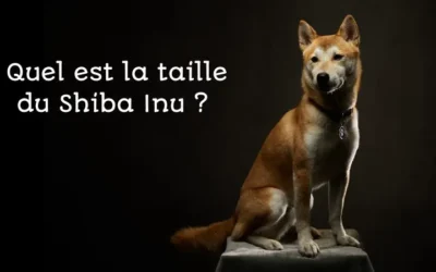Poids du Shiba Inu : standard FCI, courbe de croissance et evaluation