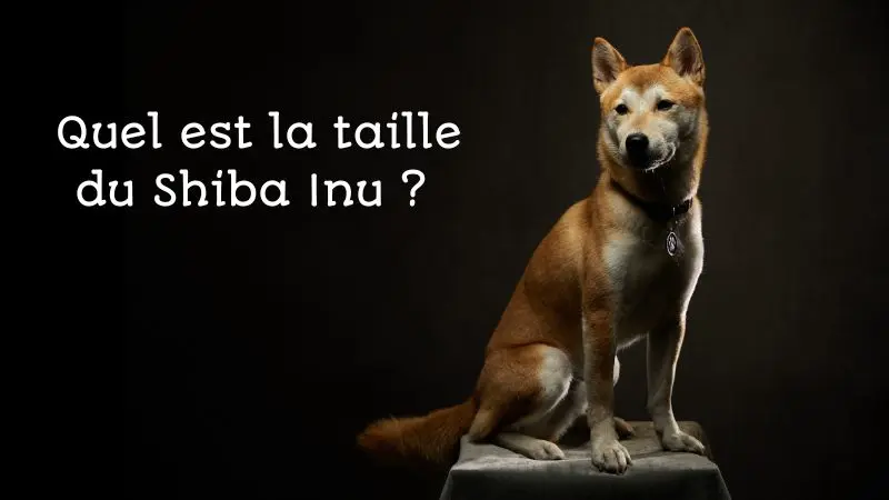 taille-shiba-inu