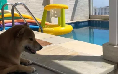Comment amuser mon shiba dans la piscine ?