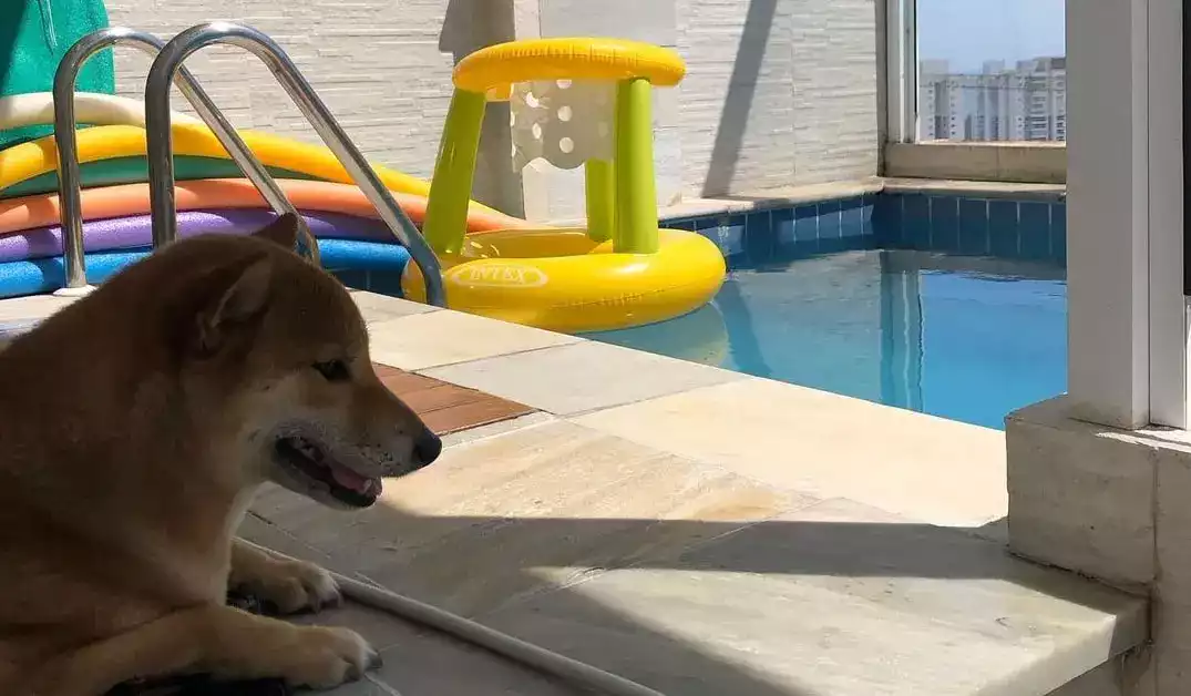 Comment-amuser-mon-shiba-dans-la-piscine-min-min Comment-amuser-mon-shiba-dans-la-piscine