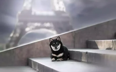 Combien de fois faut il sortir un shiba ?