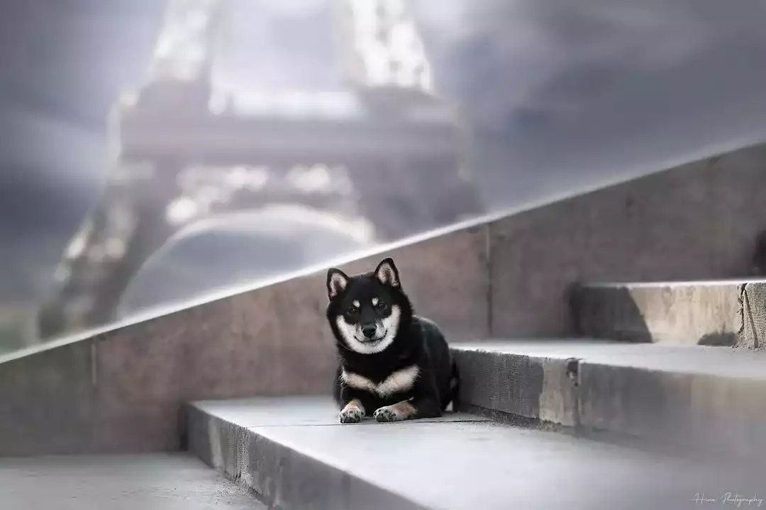 Gina-Gina-shiba-inu-a-parisshiba-inu-a-paris Gina-shiba-inu-a-paris