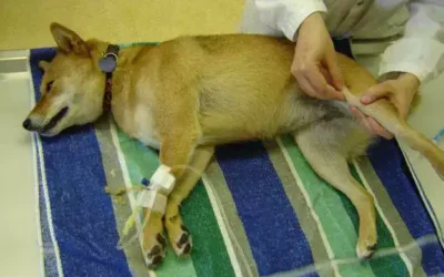 Luxation rotule Shiba Inu : Comment la Contrôler ?