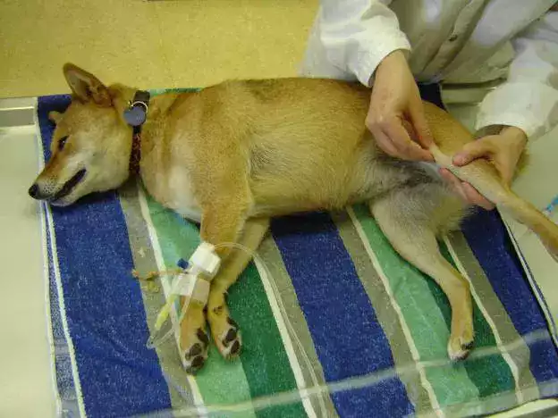 Luxation-rotule-Shiba-Inu-Comment-la-Controler-min-1 Luxation-rotule-Shiba-Inu-Comment-la-Controler-min-1