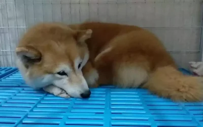 Mon chiot shiba vomit, que faire ?