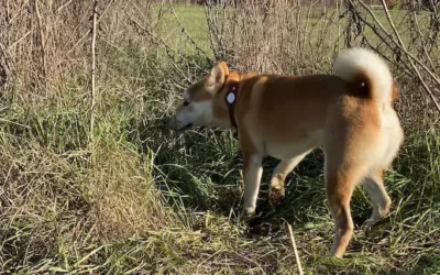 Pourquoi les Shiba Inu Ont Leur Queue Repliée ?