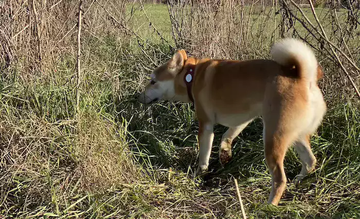aiko au parc balade shiba aiko au parc balade shiba