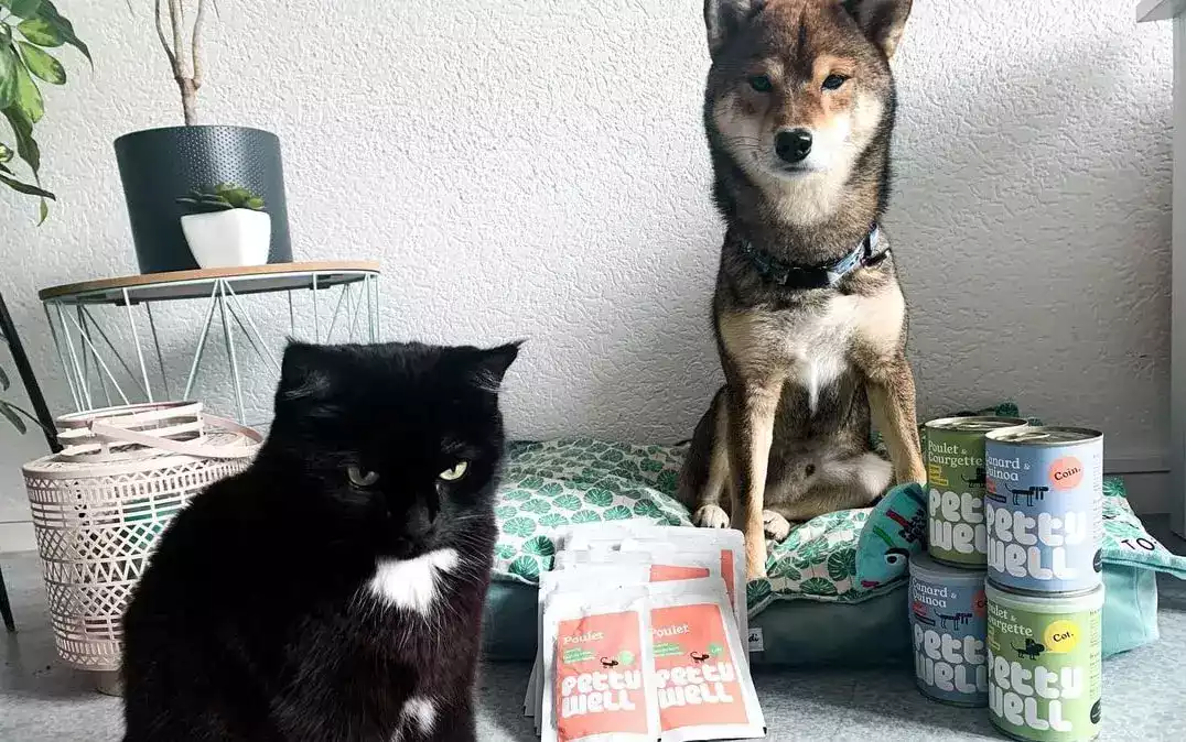 alimentation-pour-un-shiba-min alimentation-pour-un-shiba-min