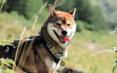 Comment apprendre le rappel à un Shiba inu ?