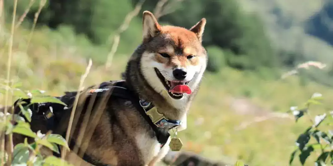 apprendre-le-rappel-a-son-shiba-inu apprendre-le-rappel-a-son-shiba-inu