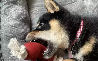 Le shiba inu est il un chien qui aboie beaucoup ?