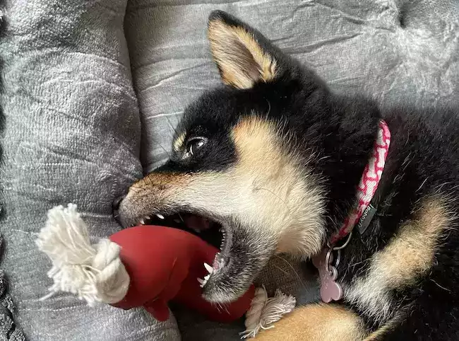 chiot-gina-shiba-inu- chiot-gina-shiba-inu