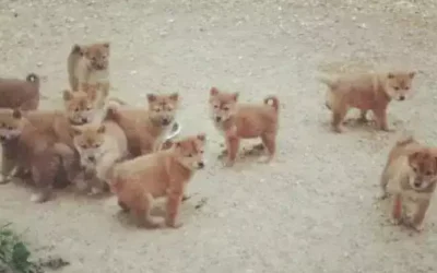 Combien il y a de chiots dans une portée de shiba ?