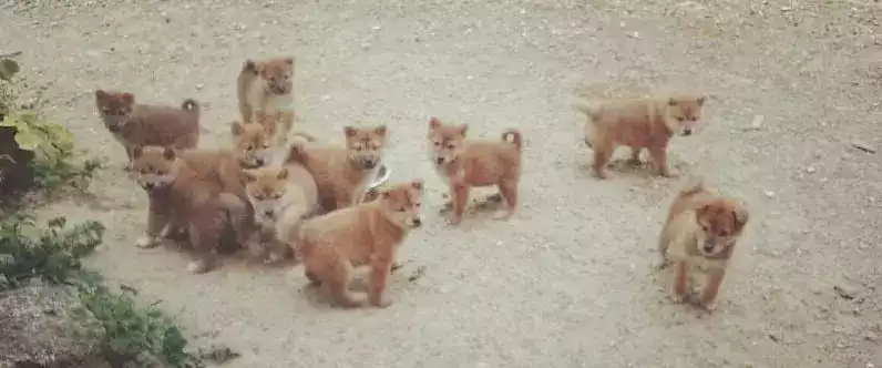 combien-de-bebe-shiba-dans-une-portee-min-min combien-de-bebe-shiba-dans-une-portee-min-min
