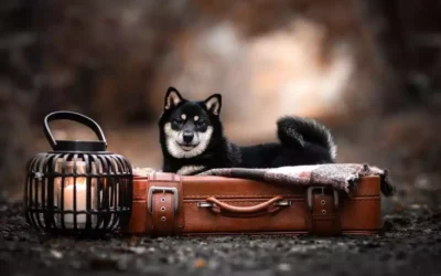 Combien de temps vit une Shiba ?