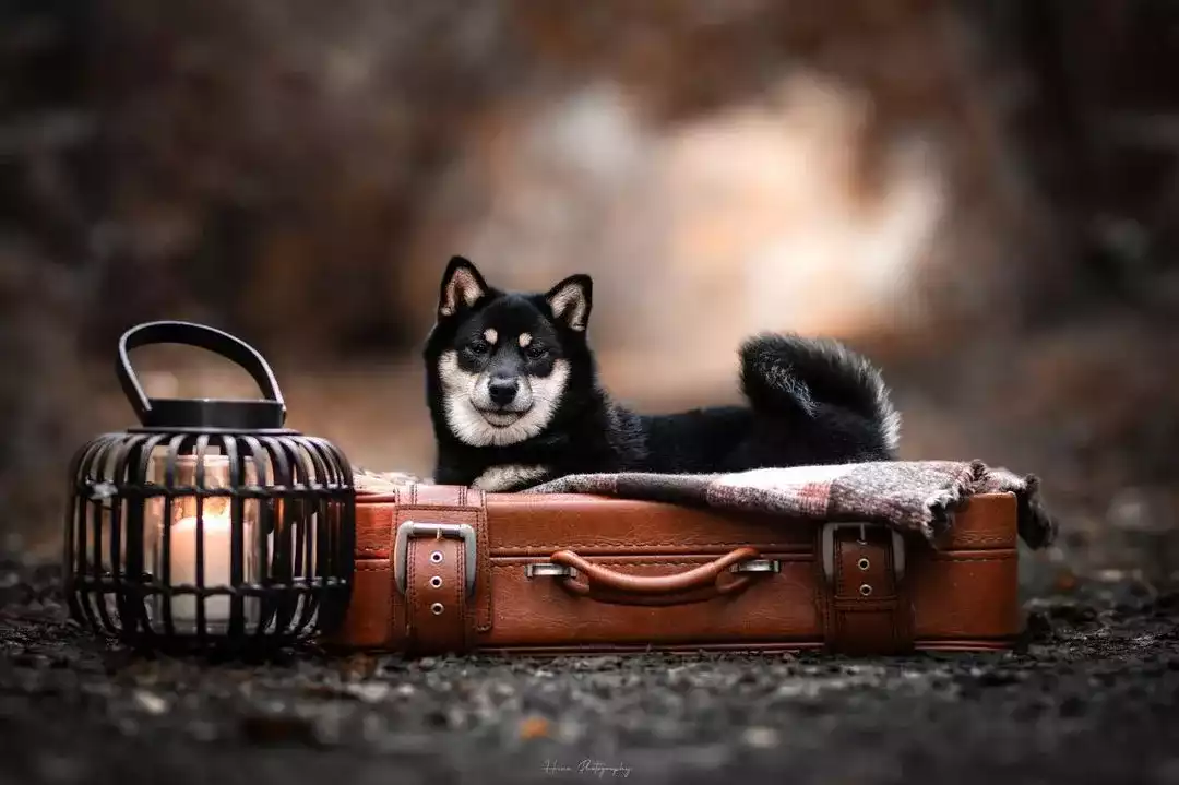 combien-de-temps-vit-une-shiba-min