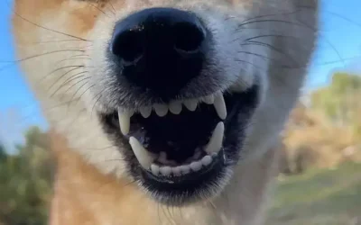 Mon Shiba perd ces dents