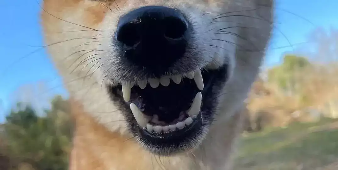 dents-de-shiba dents-de-shiba