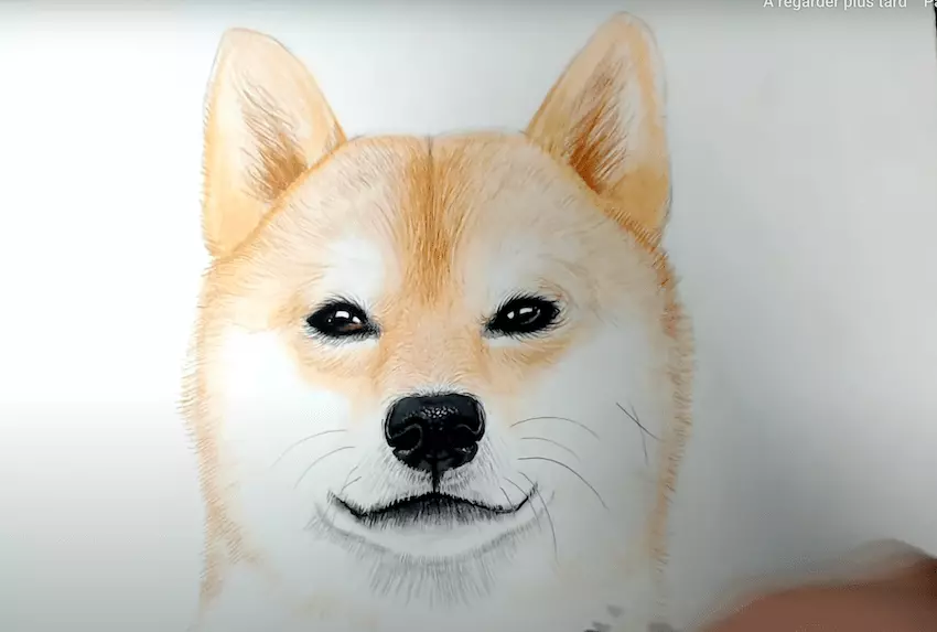 Comment dessiner un chien shiba ? - Aiko