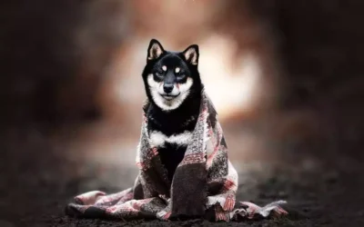 Combien de temps dure les chaleurs d’une shiba ?