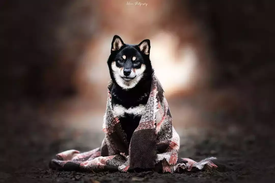 Gina shiba inu femelle Gina shiba inu femelle
