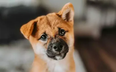 Adopter un Shiba Inu : etes-vous vraiment pret ? Guide complet 2025