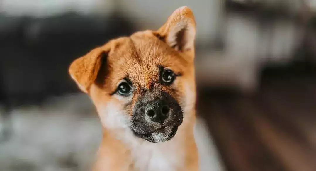 shiba-inu-bebe-trop-chou shiba-inu-bebe-trop-chou
