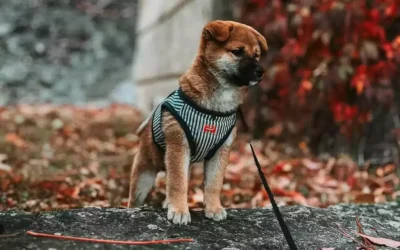 Comment punir un shiba inu ?