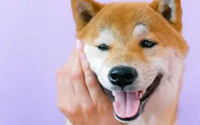 Comment faire de l’éducation positive avec son shiba inu ?