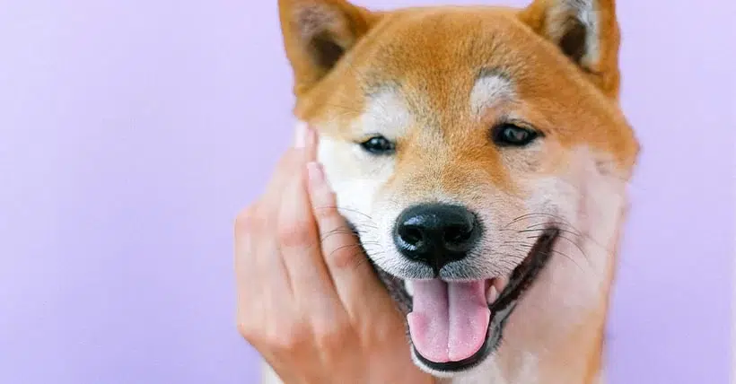 shiba-inu-lechouille shiba-inu-lechouille