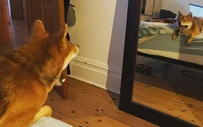 Pourquoi les Shibas hurlent ?