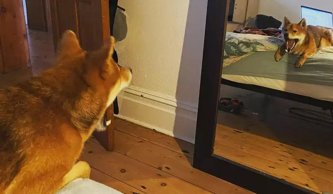 shiba-qui-hurle shiba-qui-hurle