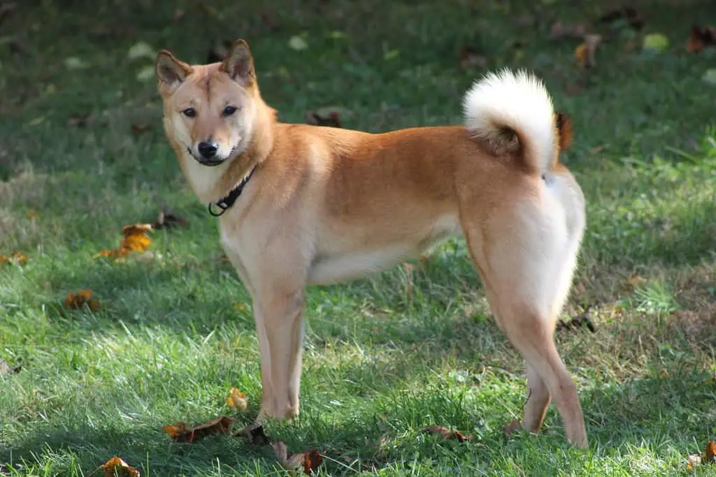 Shiba Inu vs Dingo : Quelle est la différence ? Chien Jindo coréen