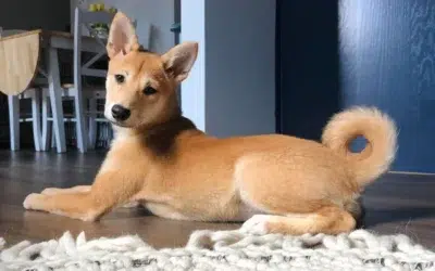 Shiba Inu vs Dingo : Quelle est la différence ?