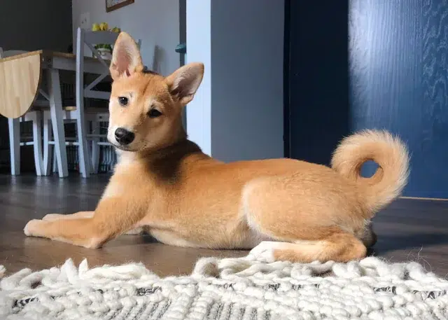 Shiba-Inu-et-Dingo Shiba-Inu-et-Dingo