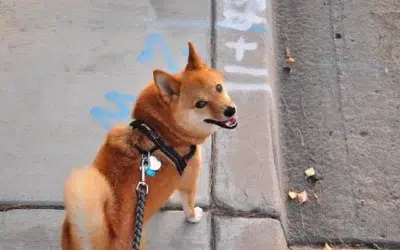 Quelle taille de harnais pour un shiba inu ?