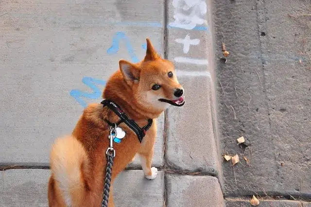 harnais shiba inu