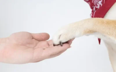 Comment laver les pattes de son Shiba ?